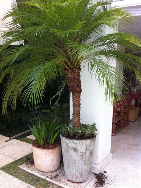 palmeira fenix-4